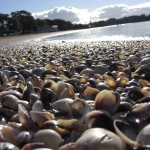 Fotokunst am "Muschelstrand"