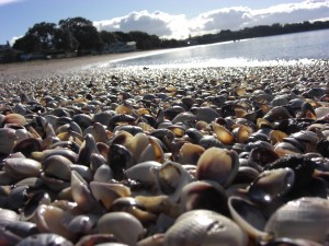Fotokunst am "Muschelstrand"
