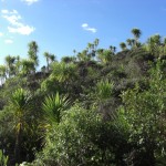 wilde Vegetation