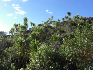 wilde Vegetation