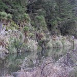 immerhin kann man schon ein bisschen was von der Vegetation erkennen