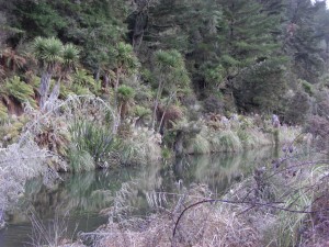 immerhin kann man schon ein bisschen was von der Vegetation erkennen