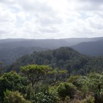 Der Waipouri Kauri Forest ...